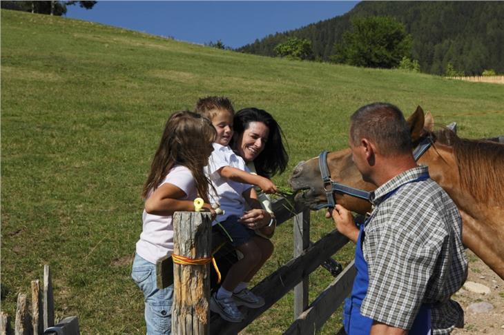 Die Voraussetzungen, um Urlaub auf dem Bauernhof anbieten zu können, hat die Landesregierung heute in Bezug auf Pachverträge und Tierhaltung angepasst. (Foto: Roter Hahn)