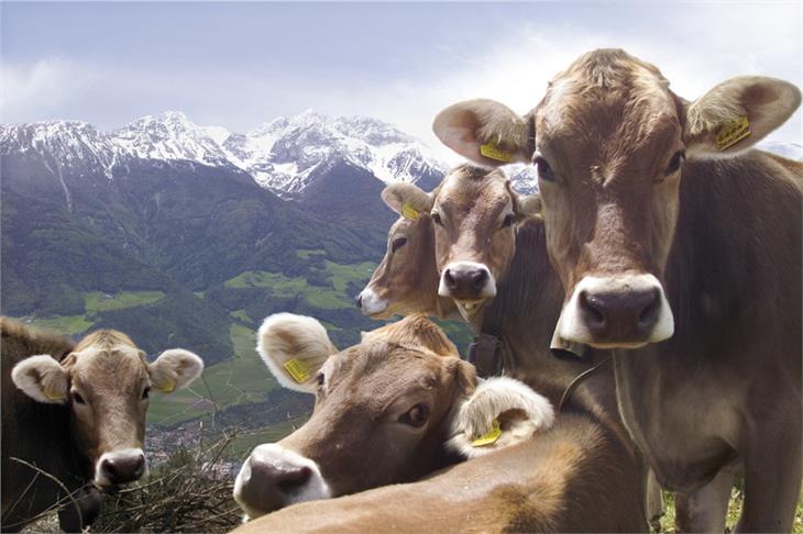 Kühe brauchen Auslauf: Das Tierwohl sollte laut gestrigem Webinar in Südtirols Berglandwirtschaft ein Standard sein - ebenso aber das wirtschaftliche Überleben der Bauernbetriebe. (Foto: IDM)