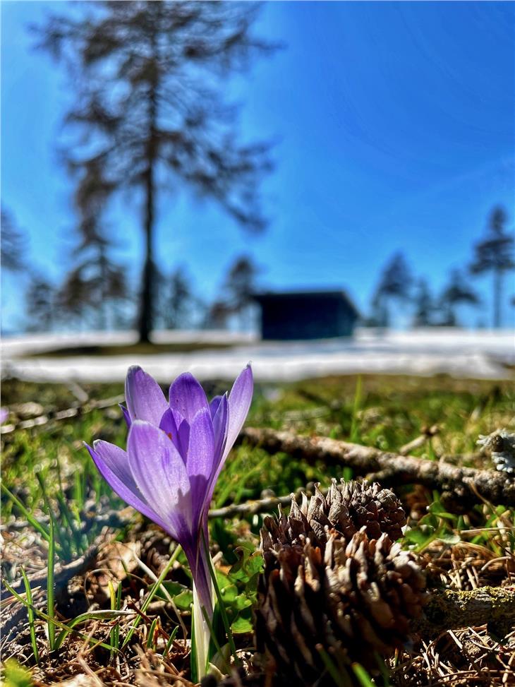 Frühling auf dem Salten (Foto: Diddi Osele)
