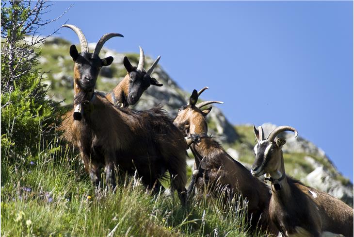 Südtirol ist wieder frei von Blauzungenkrankheit. Wiederkäuer, darunter auch Ziegen (im Bild), müssen damit nicht mehr geimpft werden. (Foto: LPA/Landestierärztlicher Dienst)