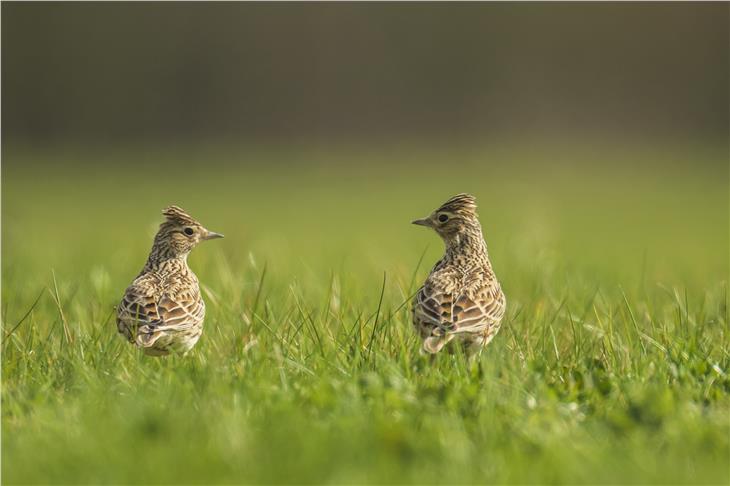 Die Bewirtschaftung von landwirtschaftlichen Flächen, die Wiesenbrüter - im Bild Feldlerchen - schützt, wird vom Land Südtirol gefördert. (Foto: LPA/AdobeStock)