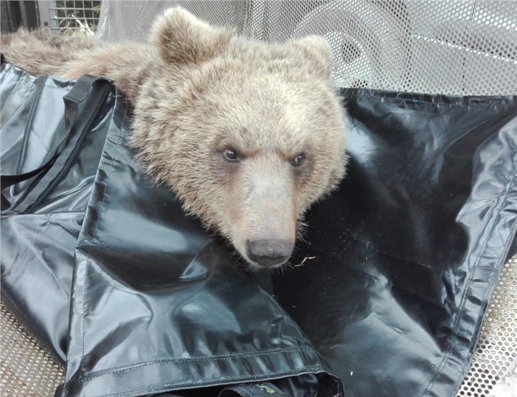 Der Bär in der Falle kurz vor der Freilassung. (Foto: LPA)
