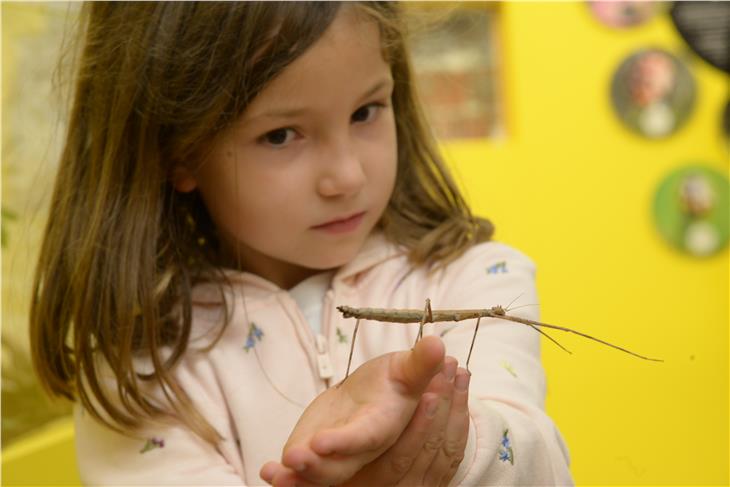 Die Ausstellung "Incredible Bugs" ist im Naturmuseum Südtirol in Bozen zu sehen. (Foto: LPA)