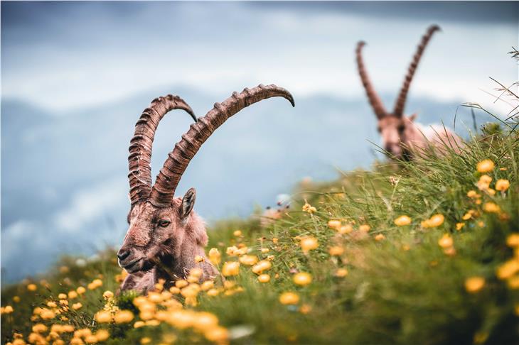 Über Umsiedelungen soll die Steinbock-Population im Ultental weiter gestärkt werden. (Foto: pixabay)