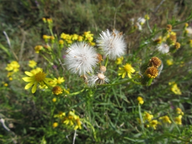 Krautige Pflanze bis Halbstrauch: Das Südafrikanische Greiskraut (Senecio inaequidens) breitet sich seit einigen Jahren in Südtirol aus. Über die Folgen für Südtirols Land- und Forstwirtschaft berichtet eine Expertenrunde.