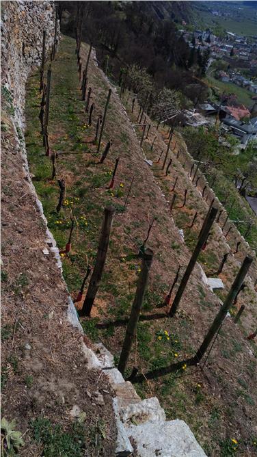 Versuchsanlage des Projekts REBECKA in Schlanders. Foto: © Versuchszentrum Laimburg