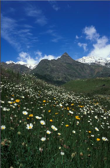 Zum Welttag der Artenvielfalt ruft Landesrat Richard Theiner zu einem achtsameren Umgang mit Raum und Landschaft auf - Foto: LPA