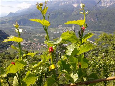Das EFRE-Projekt PinotBlanc soll den Südtiroler Weißburgunder fördern; im Bild das Versuchsfeld bei Terlan. Foto: LPA/© Versuchszentrum Laimburg