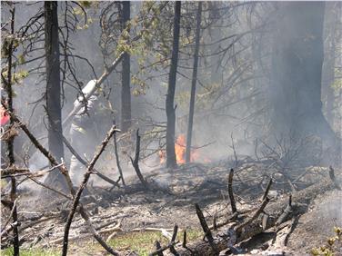 Um Waldbrände zu vermeiden, ist derzeit höchste Vorsicht geboten. Foto: LPA/Amt für Forstverwaltung/Herbert Pernstich