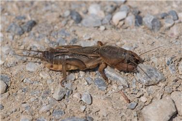 Die Maulwurfsgrille Gryllotalpa gryllotalpa ist die größte einheimische Grille (FOTO: Richard Lorenz)