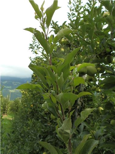 Zweig eines Apfelbaums mit Apfeltriebsuchtsymptomen. Foto:LPA/ © Versuchszentrum Laimburg