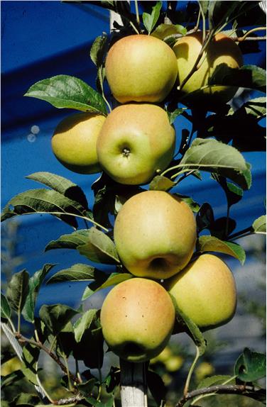 Können auch in extremen Höhenlagen qualitativ hochwertige und lagerfähige Äpfel angebaut werden? Diese und andere Fragen sind Thema der Lagerungstagung. Im Bild Golden Delicious im ca. 870 Meter hoch gelegenen Laas. Foto: VZ Laimburg