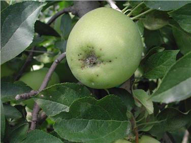 Früher Alternariabefall im Kelchbereich der Frucht, typisch bei Gala. Foto. LPA/ © Versuchszentrum Laimburg