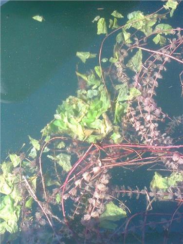 Das Tausendblatt (Myriophyllum spicatum) und die gelbe Teichrose (Nuphar lutea) im Kalterer See (FOTO: Landesumweltagentur)