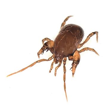 Gamasina, eine Raubmilbe (etwa 2 mm groß). Sie ernähren sich von Insekten und anderen Milben. Verwandte Arten werden als Bekämpfer von Pflanzenschädlingen (Blattläuse, Rote Spinne, etc.) eingesetzt. Foto R. Hofer