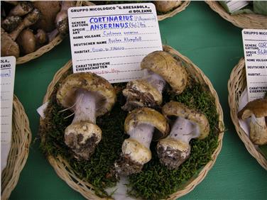 Ab 27. September gibt es im Naturmuseum Südtirol wieder 600 bis 700 Pilzarten zu sehen - Foto: LPA/Naturmuseum/Mair