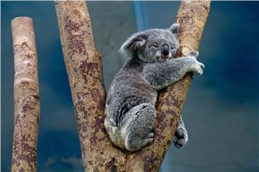 Um kleine Missverständnisse unter uns Tieren geht es in einem Vortrag am 3. Oktober im Naturmuseum - Foto: LPA