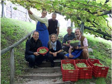 Bei der jährlichen Weinlese der Versoaln-Rebe