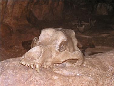Schädel in der Conturines Höhle. Foto Vito Zingerle