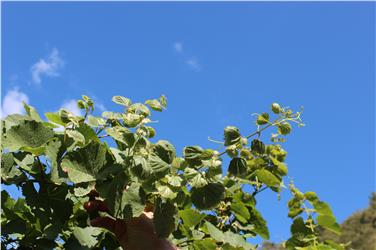 Ein Bereich im Versuchszentrum Laimburg widmet sich dem Pflanzenschutz und der Pflanzengesundheit; untersucht werden unter anderem auch Wuchsstörungen an Reben (im Bild). Nun wird eine Plattform mit der Uni Bozen aufgebaut. Foto: LPA/VZ Laimburg