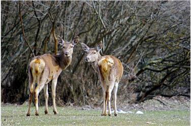 Die Rotwilddichte im Nationalpark Stilfserjoch soll reguliert werden: Dafür wurde ein 5-Jahres-Plan erarbeitet.