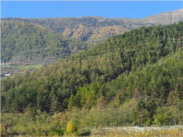 Der Prozessionsspinner-Befall ist heuer so stark wie seit zehn Jahren nicht mehr; im Bild ein stark befallener Waldbereich bei Eyrs. Foto: LPA/Forstinspektorat Schlanders