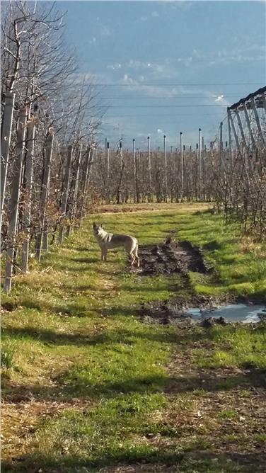 Nicht ein Wolf, aber ein Wolfshund: Zahlreiche Anrufe gingen bei den Behörden ein. Foto: LPA/Amt für Jagd und Fischerei