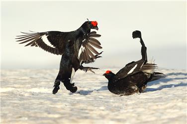 Birkhühner beim Kampf: Im Naturparkhaus Drei Zinnen wird in den Wintermonaten die Sonderausstellung "Versteckte Welten" der Fotografengruppe Tetraon gezeigt. Foto: Tetraon