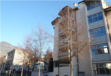 Einige Exemplare der Purpur-Erle (Alnus spaethii) in Bozen (Nähe Kreuzung Sassari-Straße/Parma-Straße). Foto: Biologisches Landeslabor