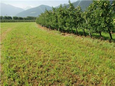 Abkommen als wichtige Grundlage für ein funktionierendes Nebeneinander der biologischen und integrierten Anbauweise unterzeichnet; im Bild Bio-Grünland neben einer integriert bewirtschafteten Obstbauanlage. Foto: LPA