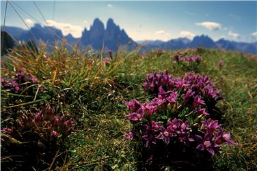 Instandhaltung der Landschaft, Förderung der wissenschaftlichen Forschung und der Erholungsfunktion: Die Landesregierung hat die Maßnahmenprogramme der Südtiroler Naturparks genehmigt. Foto: LPA/Landesamt für Naturparke