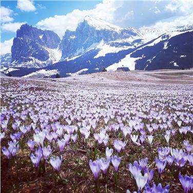 Im Tale grünet Hoffnungsglück; Der alte Winter, in seiner Schwäche, Zog sich in rauhe Berge zurück (Goethe, Osterspaziergang). Seiseralm, im Hintergrund Langkofel und Plattkofel. Foto: Landeswetterdienst/Martina Walpoth Hofer