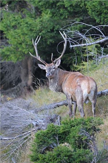 Die Rotwilddichte im Nationalpark Sitlfserjoch soll reguliert werden: Dazu gab es grünes Licht für die kommende Entnahmeperiode. Foto: LPA/Pedrotti