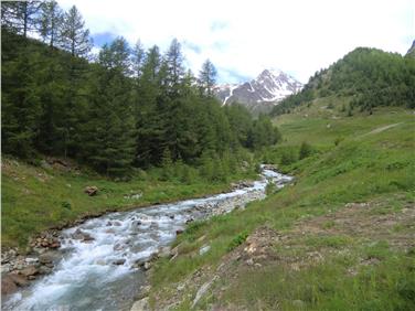 Südtirols Gewässertyp des Jahres sind die Gebirgsbäche: im Bild der Schnalserbach. Foto: Biologisches Labor der Landesagentur für Umwelt