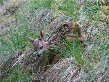 Bitte nicht berühren: Auch wenn Rehkitze verlassen aussehen, sind sie es in der Regel nicht. Foto: LPA/Landesamt für Jagd und Fischerei