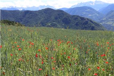 L’assessore all’agricoltura Schuler ha creato un consiglio di esperti indipendenti che avrà un ruolo di consulenza nelle questioni relative all’agricoltura Foto: USP/MC
