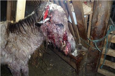 L'asino ferito dai cani liberi ha dovuto essere macellato d'urgenza. Foto: USP/Ufficio caccia e pesca