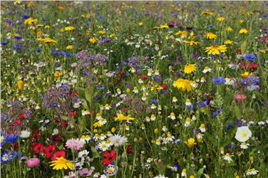 Il punto sulla biodiversità: studio ad hoc di Eurac. Foto: Pixabay