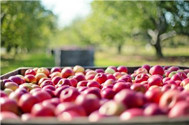 In Alto Adige si producono oltre 10 milioni di quintali di mele (Foto www.pixabay.com)