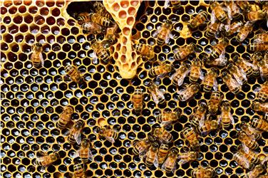 I produttori miele biologico possono ottenere contributi fino a 1.000 euro l’anno a copertura dei costi per i controlli obbligatori per l’apicoltura biologica - Foto: USP/Pexels