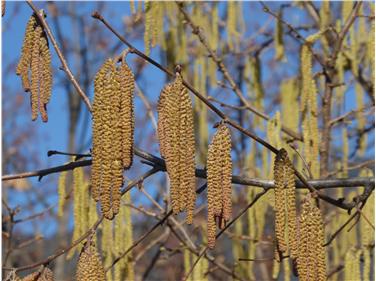 Gli allergici al polline di nocciolo e ontano devono prestare attenzione alle reazioni allergiche incrociate. Infiorescenze di nocciolo (Foto: Agenzia ambiente e tutela clima/Bucher)