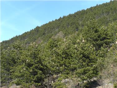 Procesionaria del pino, trattamento di lotta biologica per mezzo di elicottero in Val Venosta (Foto USP)