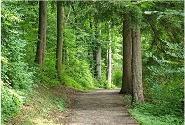 Limitare l'utilizzo delle strade forestali dopo il disgelo (Foto www.pixabay.com/Manfred Antranias Zimmer)