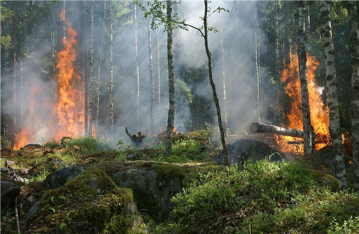 Un incendio in un bosco. Foto: Pixabay