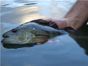 154 candidati, 129 uomini e 25 donne, hanno superato il recente esame di pesca ed ora possono ritirare il diploma presso la sede dell’Ufficio caccia e pesca (Foto: ASP/Ufficio caccia e pesca)