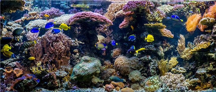 L'acquario del Museo di Scienze naturali è stato oggetto di una visita virtuale con il biologo e collaboratore del museo, Massimo Morpurgo. (Foto: ASP/Musei)