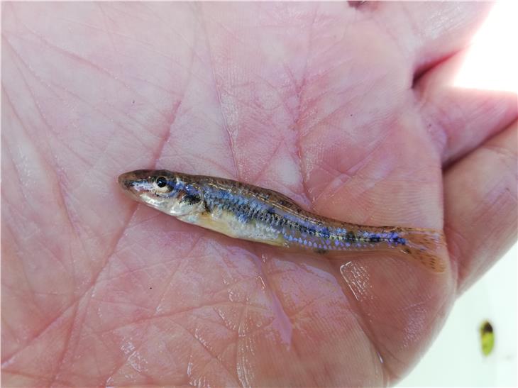 Uno dei due esemplari di gobione, specie ittica alinea per l'Alto Adige, catturati il 28 maggio scorso dagli addetti dell’ufficio caccia e pesca nel fiume Isarco nei pressi di Bressanone. (Foto: ASP/ufficio caccia e pesca)