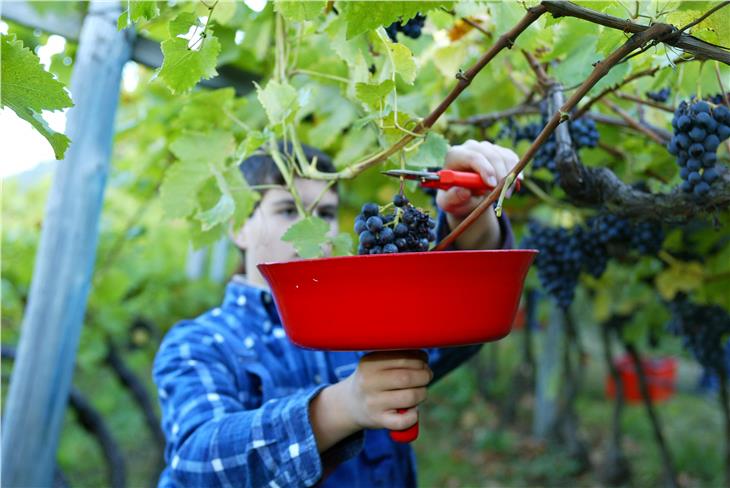 "Agricoltura in tempi di Covid: differenze tra sottosettori e zone di produzione" è il tema del nuovo numero del bollettino "Mercato del lavoro news" (Foto: ASP)