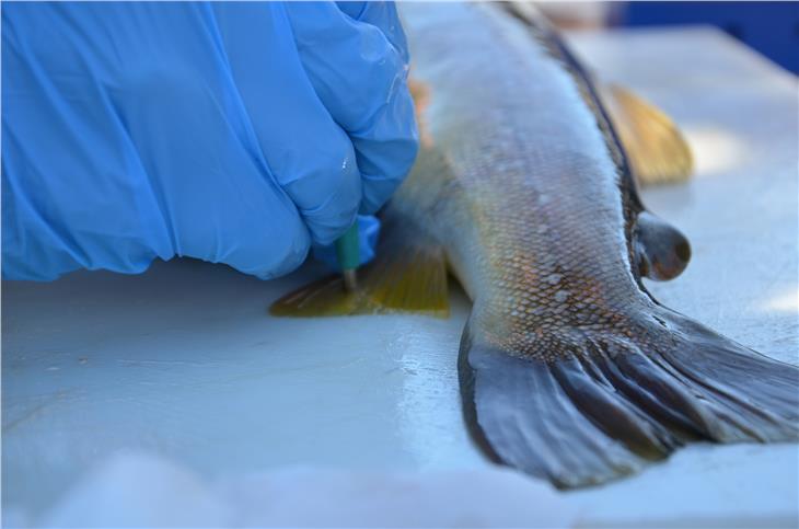 Nell’ambito del progetto MarmoGen vengono catturati riproduttori selvatici, geneticamente selezionati, e quindi rilasciati in fiumi e torrenti. (Foto: ASP/Ufficio caccia e pesca)