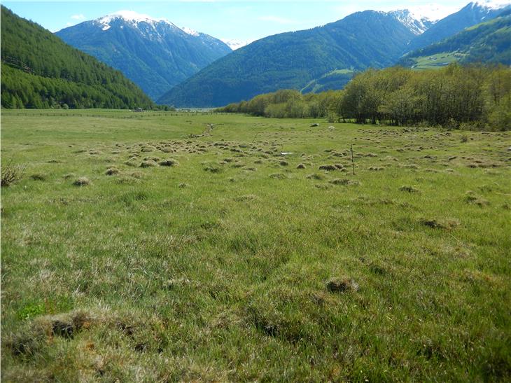 L'area trasformata nel nuovo biotopo Spinai a Malles Venosta. Oltre lo steccato i nuovi terreni per coltivazioni biologiche. (Foto: ASP/Pianificazione paesaggistica)